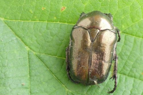 Réf. 283 418 : Potosia cuprea